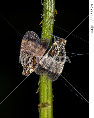 Adult Small Planthoppers Adult Small Planthoppers 82456329