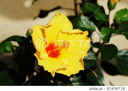 ハイビスカス Hibiscus ハイビスカス Hibiscus 82456718