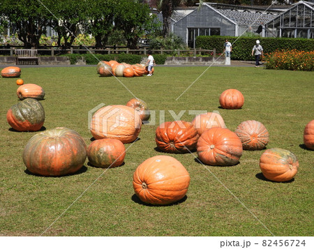 カボチャ Pumpkin カボチャ Pumpkin 82456724
