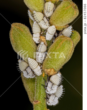 Typical Treehoppers nymphs 82457066