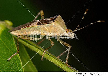 Adult Leaf-footed Bug Adult Leaf-footed Bug 82457067