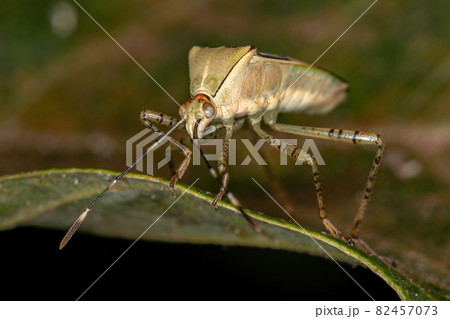 Adult Leaf-footed Bug 82457073