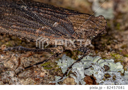 Adult Planthopper Insect 82457081