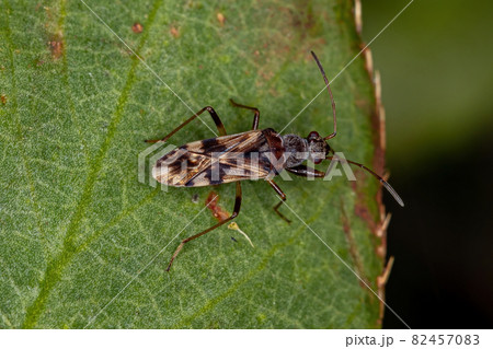 Adult Dirt-colored Seed Bug 82457083