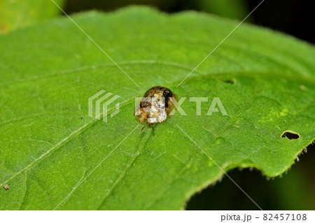 イノコズチカメノコハムシ　昆虫 82457108