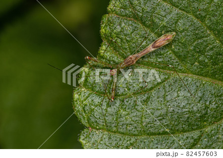 Adult Assassin Bug 82457603