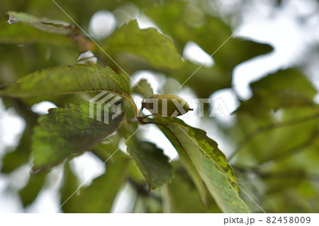 木に実が生ったドングリ 木に実が生ったドングリ 82458009