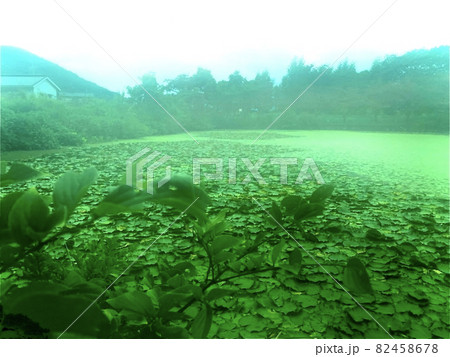 緑池 82458678