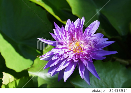 スイレン　Water lily 82458914