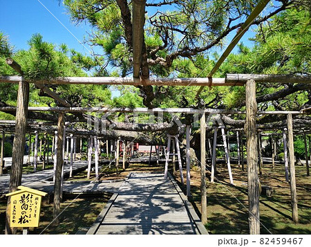 江戸川区東小岩にある善養寺の「影向の松」 82459467