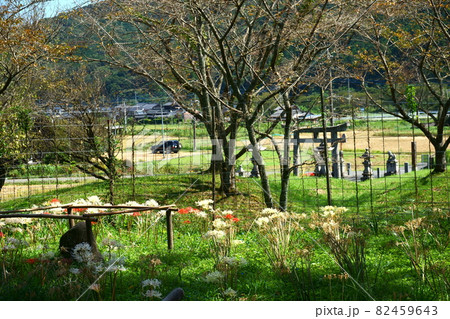 日本の田園風景と曼珠沙華 日本の田園風景と曼珠沙華 82459643