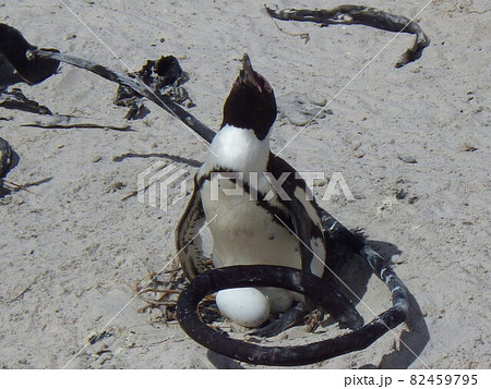 ケープペンギン　ケープタウン/南アフリカ 82459795