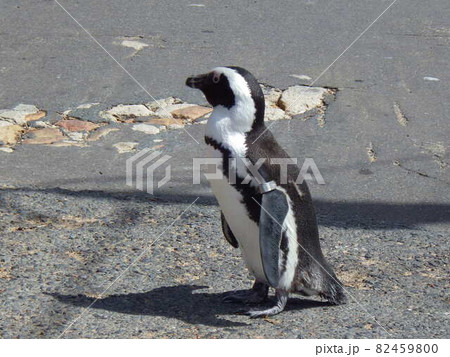 ケープペンギン　ケープタウン/南アフリカ 82459800