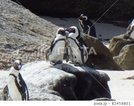 ケープペンギン ケープタウン/南アフリカ ケープペンギン ケープタウン/南アフリカ 82459801