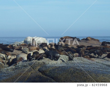 ケープタウン/南アフリカ ケープタウン/南アフリカ 82459968