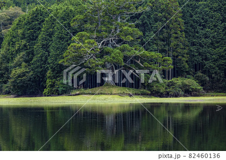 岩尾池の千年杉 82460136