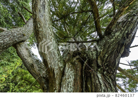岩尾池の千年杉 岩尾池の千年杉 82460137