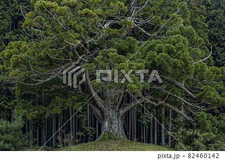 岩尾池の千年杉 82460142