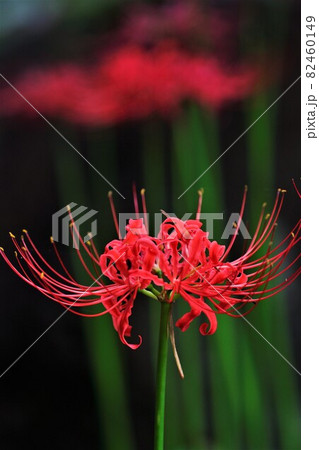 山野草 斑入り ヒガンバナ 彼岸花 黄覆輪 2枚葉 山野草 斑入り