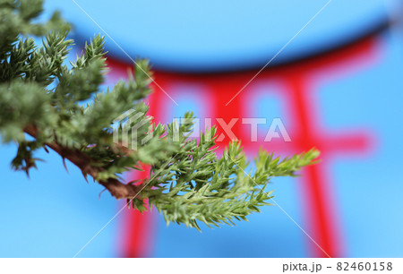 Bonsai Tree and Torii Gate Close up Shallow DOF Bonsai Tree and Torii Gate Close up Shallow DOF 82460158