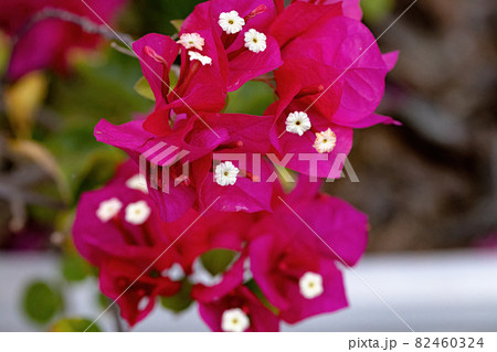 ornamental plant flowers ornamental plant flowers 82460324