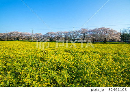 都幾川沿い 満開の菜の花畑と桜並木 春風景 都幾川沿い 満開の菜の花畑と桜並木 春風景 82461108