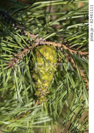 Pine cone hanging on a branch among pine needles Pine cone hanging on a branch among pine needles 82461111
