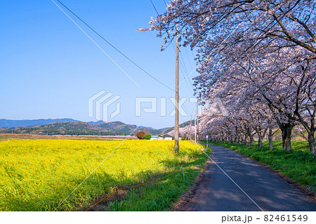 都幾川沿い 満開の菜の花畑と桜並木 春風景 都幾川沿い 満開の菜の花畑と桜並木 春風景 82461549