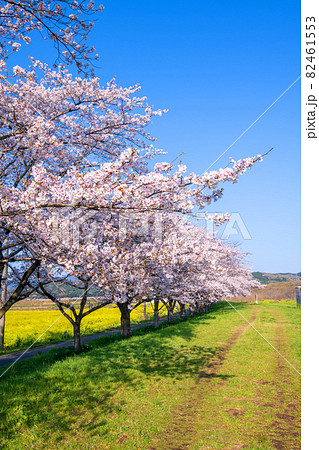 都幾川沿い 満開の桜並木 春風景 都幾川沿い 満開の桜並木 春風景 82461553