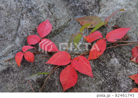 ツタウルシの紅葉 駒ヶ根高原 ツタウルシの紅葉 駒ヶ根高原 82461745