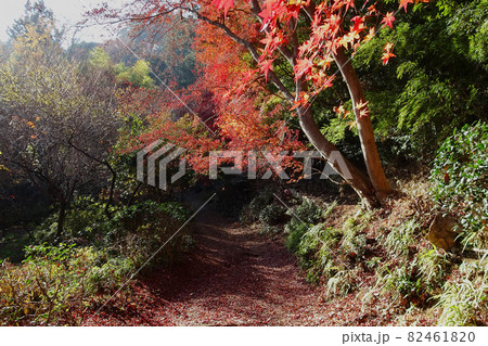 モミジの落ち葉で赤く染まる山道 82461820