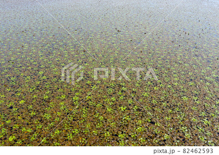 湖沼や池の水面一面を覆う夏の水草 東北地方 湖沼や池の水面一面を覆う夏の水草 東北地方 82462593