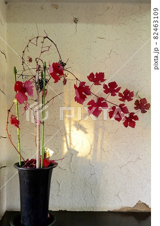 紅葉した鉢植の葡萄 紅葉した鉢植の葡萄 82463109