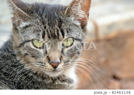 Feral domestic cat 82463138