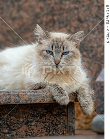 Feral domestic cat 82463139