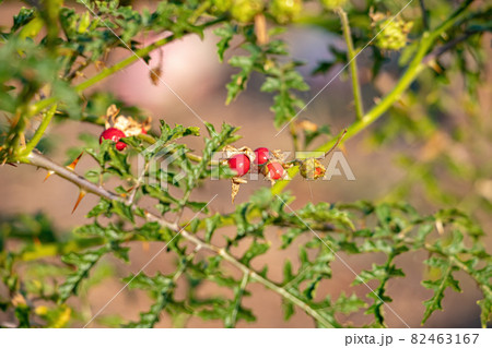 Red Buffalo-Bur Plant Red Buffalo-Bur Plant 82463167
