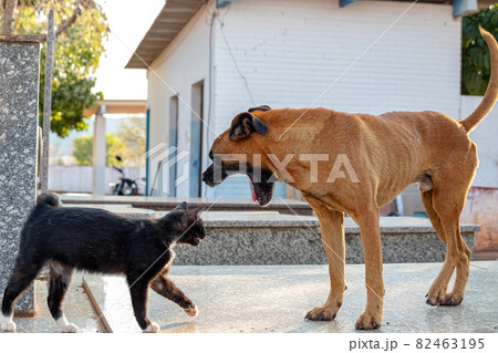 Abandoned dog and cat interacting 82463195