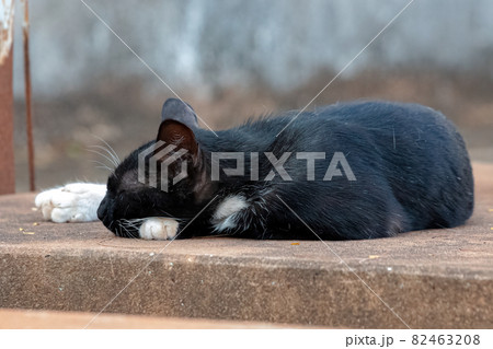 Feral domestic cat 82463208