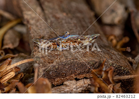 Small Typical Leafhopper 82463212