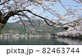 sakura7 82463744