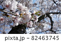 sakura8 82463745