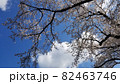 sakura9 82463746