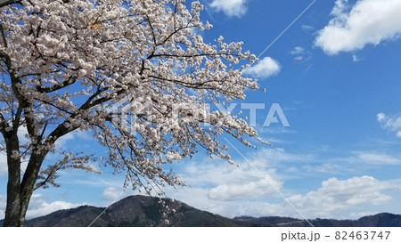 sakura10 82463747