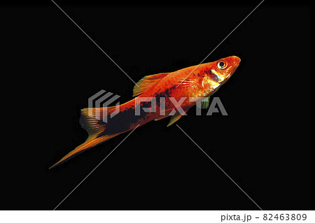 ソードテール　黒バック 82463809