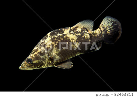 ナイルパーチ　黒バック 82463811