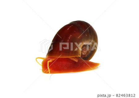 レッドラムズホーン　スネール　白バック 82463812