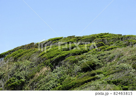 海岸林　海岸林の筋 82463815