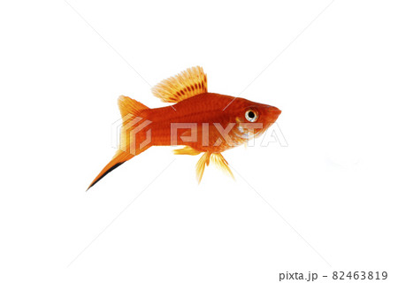 レッドソードテール オス 白バック レッドソードテール オス 白バック 82463819