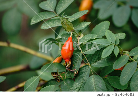 Autumn or summer nature background with rose hips branches in the sunset light. The rose hip or rosehip, also called rose haw Autumn or summer nature background with rose hips branches in the sunset light. The rose hip or rosehip, also called rose haw 82464083