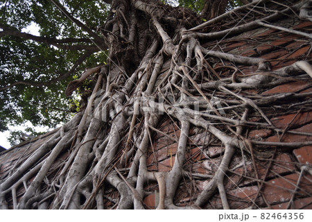 木 ツリー 樹 82464356